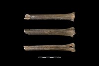 梅花鹿骨藏品圖，第2張