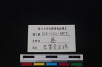 梅花鹿骨藏品圖，第4張