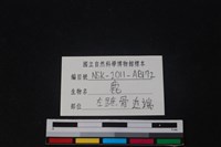梅花鹿骨藏品圖，第3張