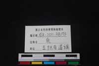 梅花鹿骨藏品圖，第3張