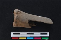 梅花鹿骨藏品圖，第1張