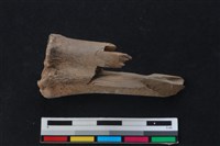 梅花鹿骨藏品圖，第2張