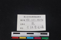 梅花鹿骨藏品圖，第3張