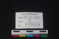 梅花鹿骨藏品圖，第3張