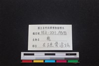 梅花鹿骨藏品圖，第3張