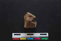 梅花鹿骨藏品圖，第1張