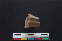 梅花鹿骨藏品圖，第2張