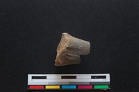 梅花鹿骨藏品圖，第3張