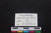 梅花鹿骨藏品圖，第4張