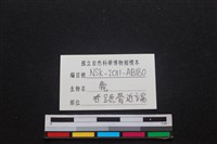 梅花鹿骨藏品圖，第3張