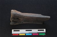 梅花鹿骨藏品圖，第1張