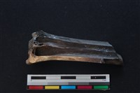 梅花鹿骨藏品圖，第2張