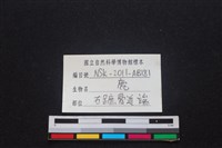 梅花鹿骨藏品圖，第3張