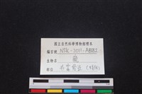 梅花鹿骨藏品圖，第4張