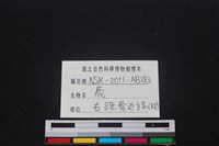梅花鹿骨藏品圖，第3張