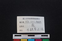 梅花鹿骨藏品圖，第3張