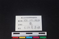 梅花鹿骨藏品圖，第3張