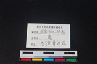 梅花鹿骨藏品圖，第3張