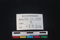 梅花鹿骨藏品圖，第3張