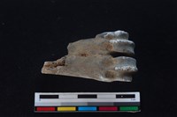 梅花鹿骨藏品圖，第1張