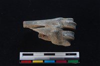 梅花鹿骨藏品圖，第2張