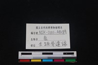 梅花鹿骨藏品圖，第3張