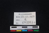梅花鹿骨藏品圖，第3張