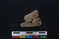 梅花鹿骨藏品圖，第1張