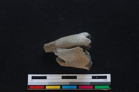 梅花鹿骨藏品圖，第2張