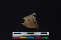 梅花鹿骨藏品圖，第1張