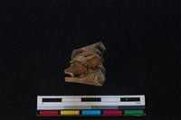 梅花鹿骨藏品圖，第2張