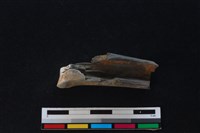 梅花鹿骨藏品圖，第2張