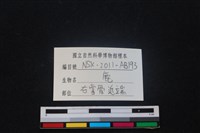 梅花鹿骨藏品圖，第3張