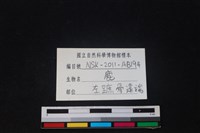梅花鹿骨藏品圖，第3張