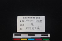 梅花鹿骨藏品圖，第4張