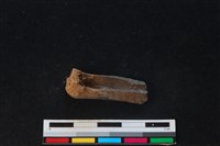 梅花鹿骨藏品圖，第1張