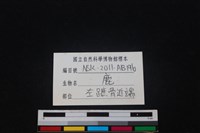 梅花鹿骨藏品圖，第3張