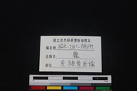 梅花鹿骨藏品圖，第3張