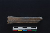 梅花鹿骨藏品圖，第2張