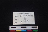 梅花鹿骨藏品圖，第3張