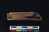 梅花鹿骨藏品圖，第2張