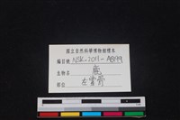 梅花鹿骨藏品圖，第3張