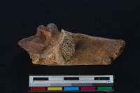 梅花鹿骨藏品圖，第1張