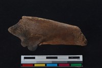 梅花鹿骨藏品圖，第2張