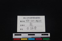 梅花鹿骨藏品圖，第3張