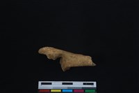 梅花鹿骨藏品圖，第1張