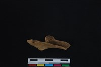 梅花鹿骨藏品圖，第2張