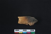 梅花鹿骨藏品圖，第1張