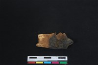 梅花鹿骨藏品圖，第2張