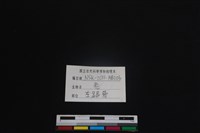 梅花鹿骨藏品圖，第3張